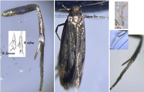 Borkhausenia fuscescens